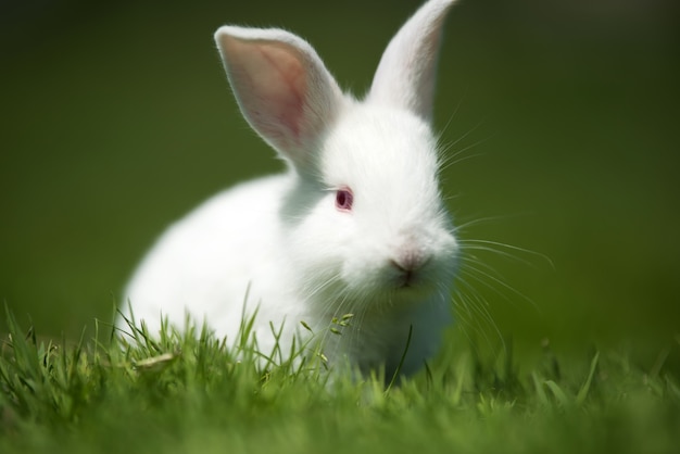 Premium Photo | Little white rabbit on green grass in summer day