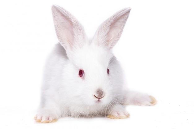 赤い目 分離 イースターのウサギと小さな白いウサギ プレミアム写真