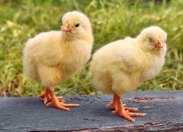 Premium Photo Little Yellow Cute Baby Chicks