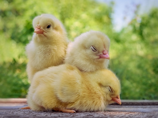 Premium Photo | Little yellow cute baby chicks.