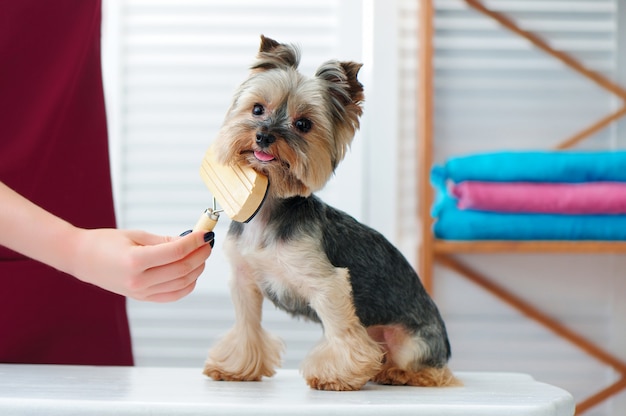Premium Photo | Little yorkshire terrier dog getting combed out