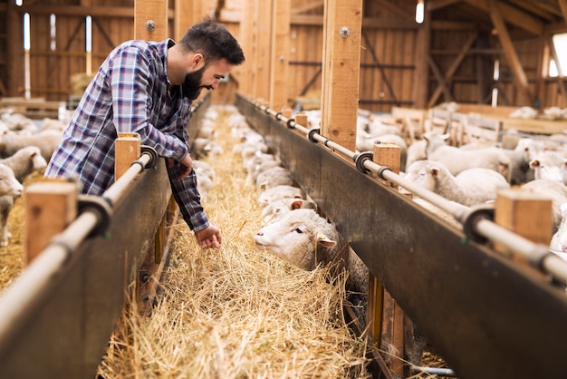 free-photo-livestock-farmer-and-sheep