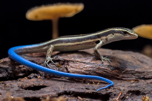 Premium Photo Lizard Emoia Caeruleocauda Pacific Bluetail Skink