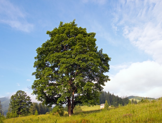 Premium Photo | Lofty tree on sky background with fleecy clouds.