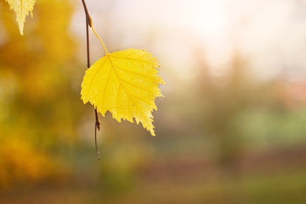 Premium Photo | Lone Yellow Birch Leaf On A Tree Branch