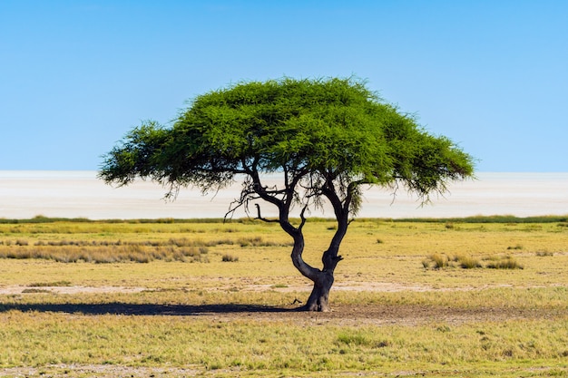 Free Photo | Lonely acacia tree (camelthorne) with blue sky background ...