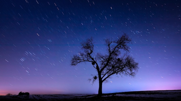 星空の孤独な大きな木 プレミアム写真