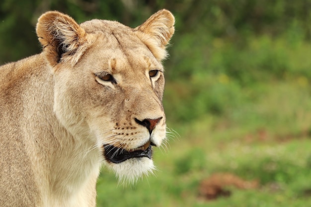Addonational公園を歩いて孤独な雌のライオン 無料の写真