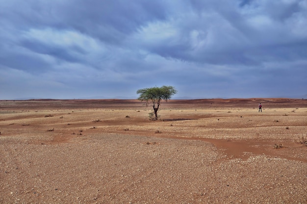 Free Photo | Lonely tree in a desert area under the breathtaking cloudy ...