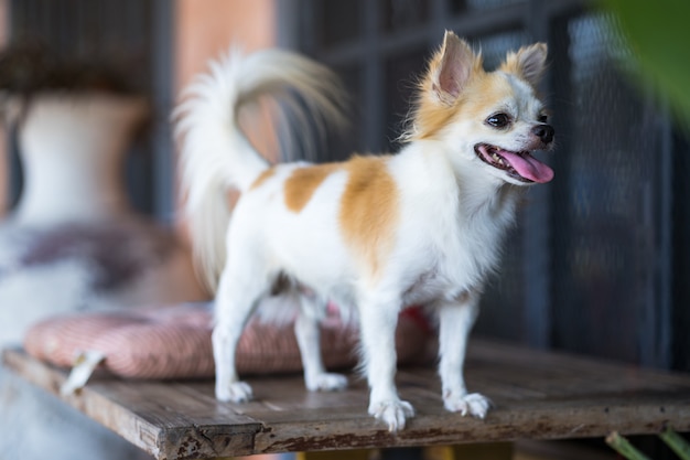 Long Hair Chihuahua Dog On Table Premium Photo