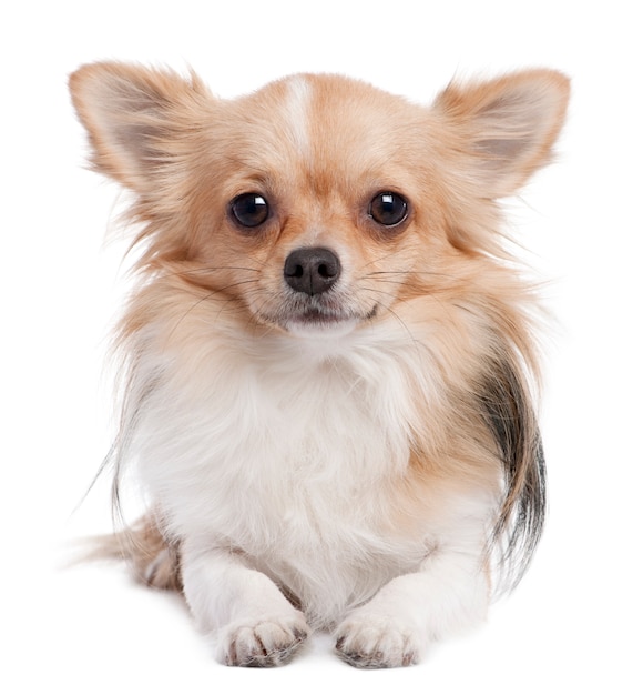 Premium Photo | Long haired chihuahua with 1 year old.