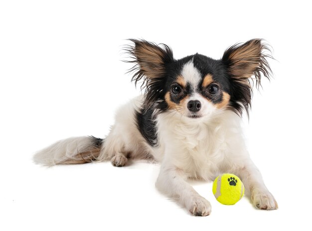mini long haired chihuahua
