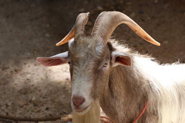 Long horn goat Premium Photo