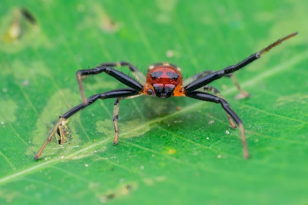 Premium Photo | Long leg spider on green leaves