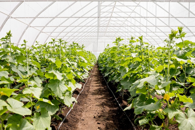 Long shot of greenhouse plant rows | Free Photo