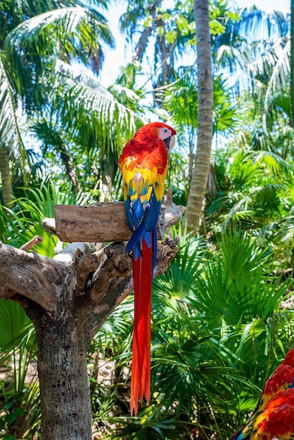 Premium Photo Long Tailed Red Macaw Parrots Perching On Tree Bark In