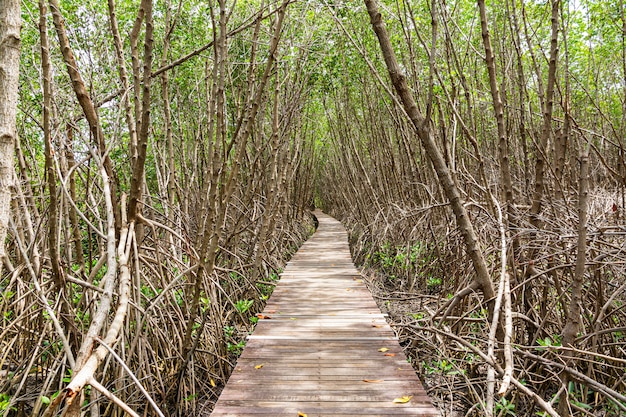 Premium Photo | A long wooden pathway in mangrove forest