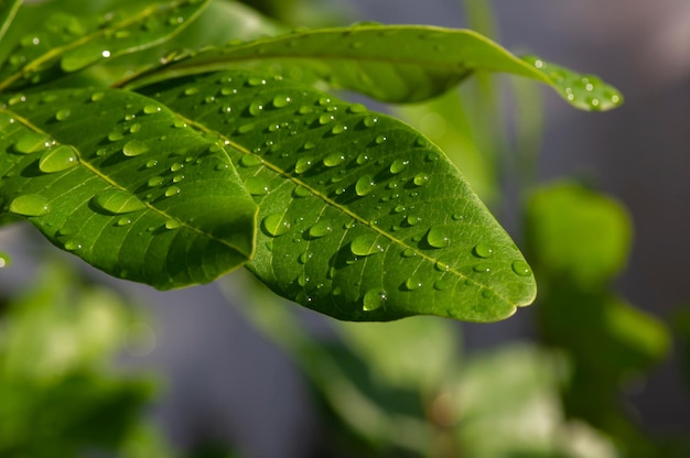 Premium Photo | Longan dimocarpus longan green leaves with water splash ...