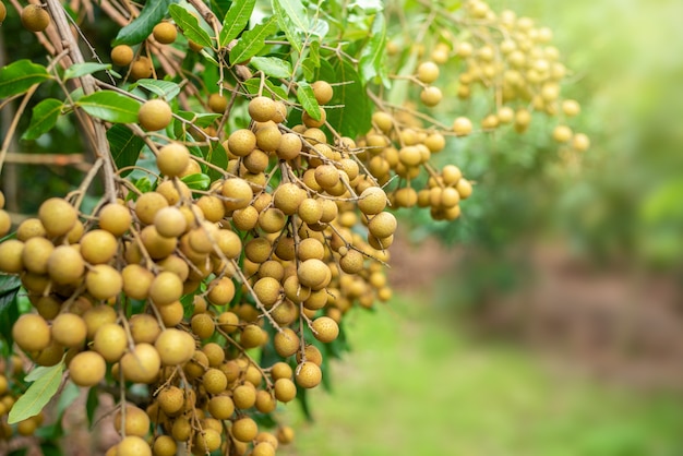 Longan On A Tree In The Garden Premium Photo