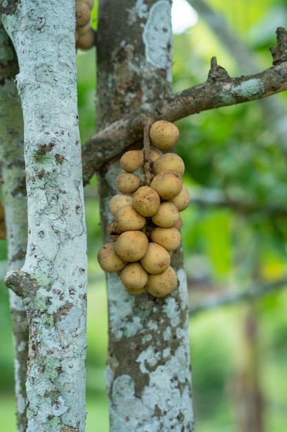 Premium Photo | Longkong fruit from eastern thailand beautiful results ...