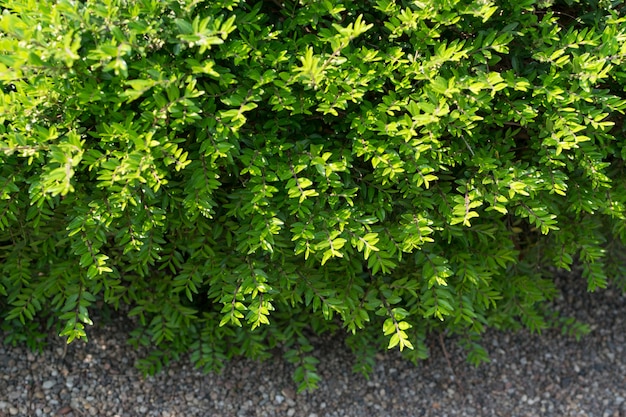 Premium Photo | Lonicera pileata, privet honeysuckle or box-leaved ...