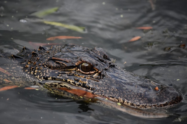 Premium Photo | Looking directly into the eyes of a gator