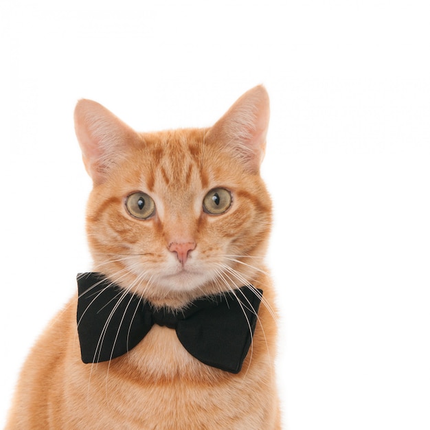 Premium Photo | Looking ginger cat with bow tie. on white.