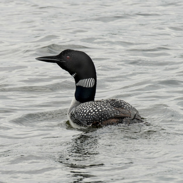 Premium Photo | Loon in a lake, lake of the woods, ontario, canada