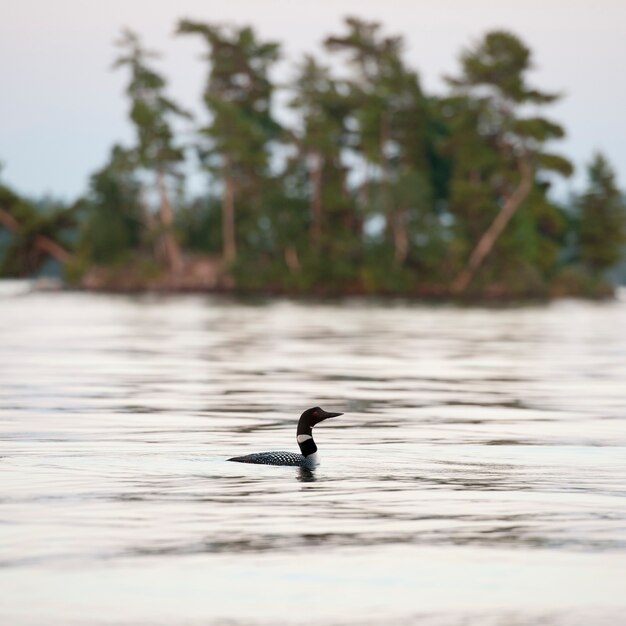 Premium Photo | Loon on the water at lake of the woods, ontario