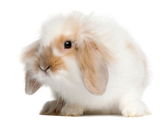 Premium Photo | Lop rabbit in front of white background