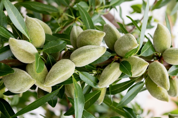 Premium Photo | A lot of almonds hanging of a tree