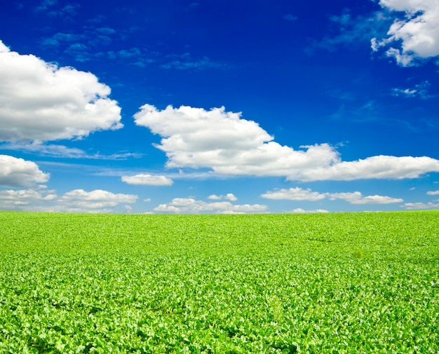 Premium Photo | A lot of green grass under blue sky