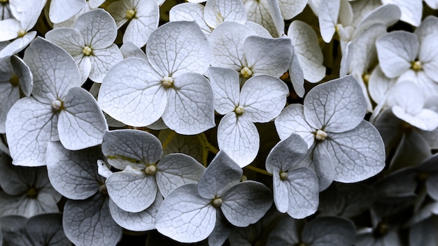 美しい白い花びらのビオラの花がたくさん 無料の写真