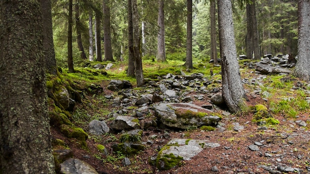 Фото камней в природе