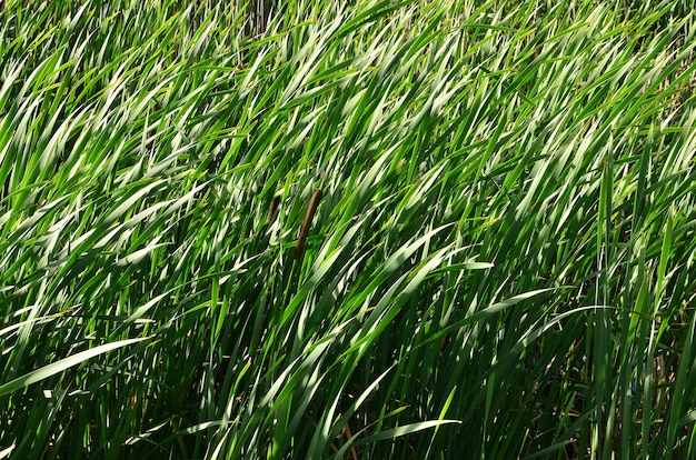 Premium Photo | A lot of stems from green reeds. unmatched reeds with ...