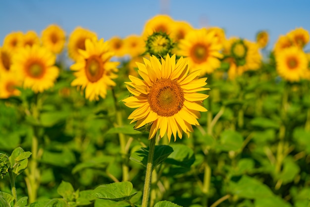 Premium Photo | A lot of sunflowers bloom in the field in a warm weather.