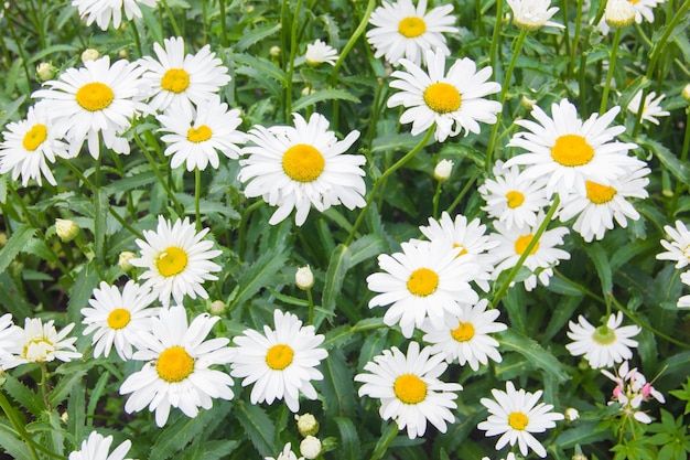 Premium Photo | Lots of daisies. field flowers. daisies with yellow ...