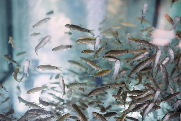 Premium Photo Lots of small garra rufa fish in a fish pilling