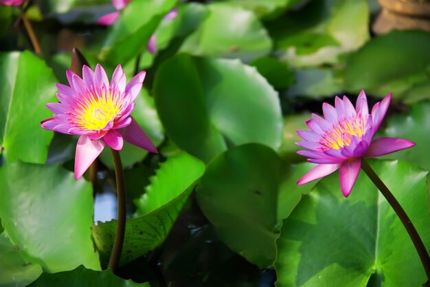 Premium Photo | Lotus in a bloom. nymphaea caerulea