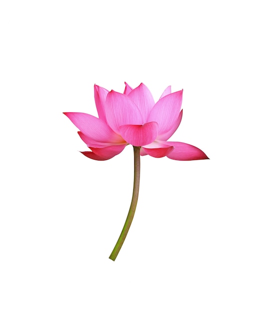 Premium Photo | Lotus flower isolated on white background