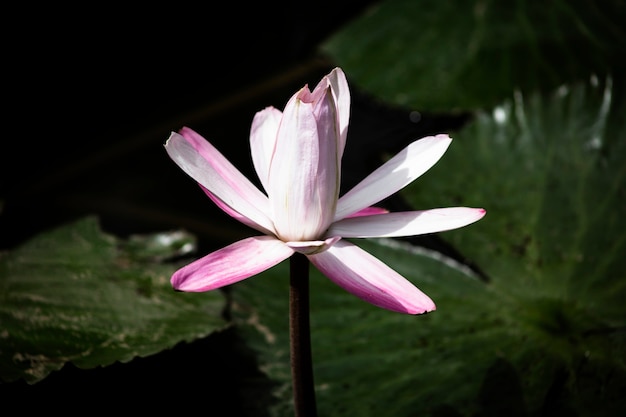 水の上の蓮の花 無料の写真