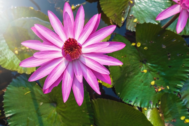 Premium Photo | Lotus flower in the pond