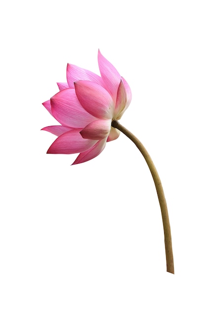 Premium Photo | Lotus flower on white background