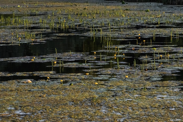 Premium Photo | Lotus grows out of the mud