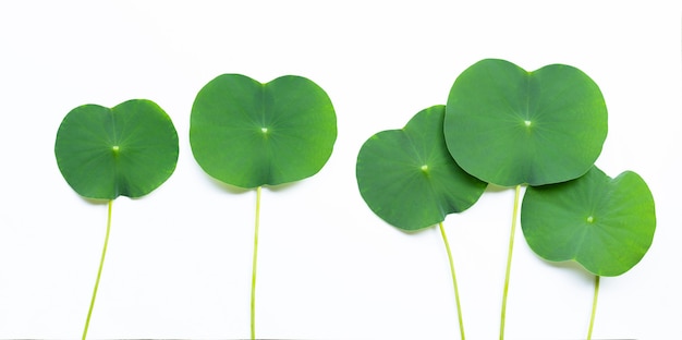 Premium Photo | Lotus leaves on white.