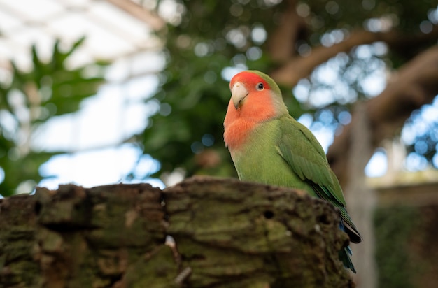 Premium Photo | Lovebird perched on a log in a wooded environment