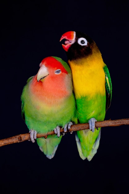 Premium Photo | Lovebirds on a branch