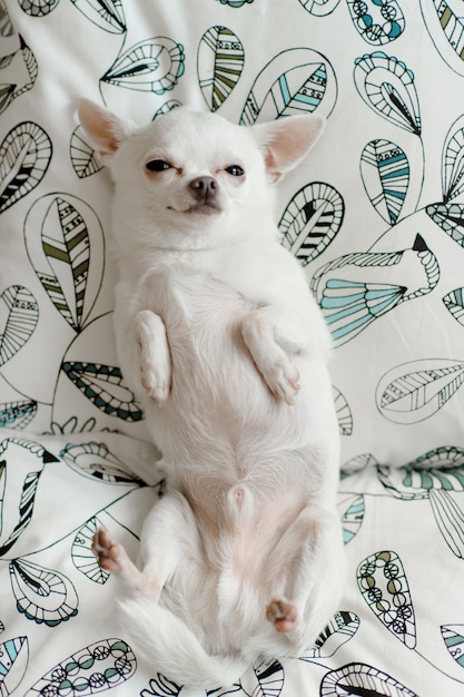 白い毛布の上に背中に敷設面白い感情的な顔を持つ素敵でかわいいチワワ犬 プレミアム写真