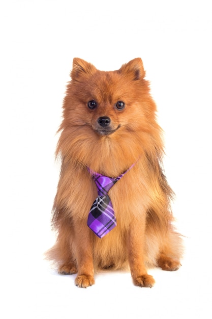 dog with tie