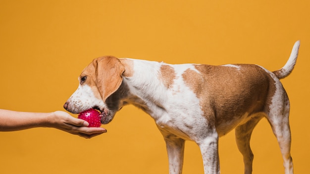 Free Photo | Lovely dog grabbing a ball from a hand